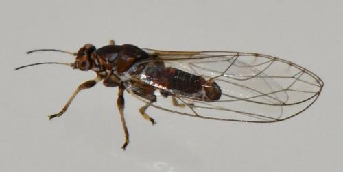 Trioza remota